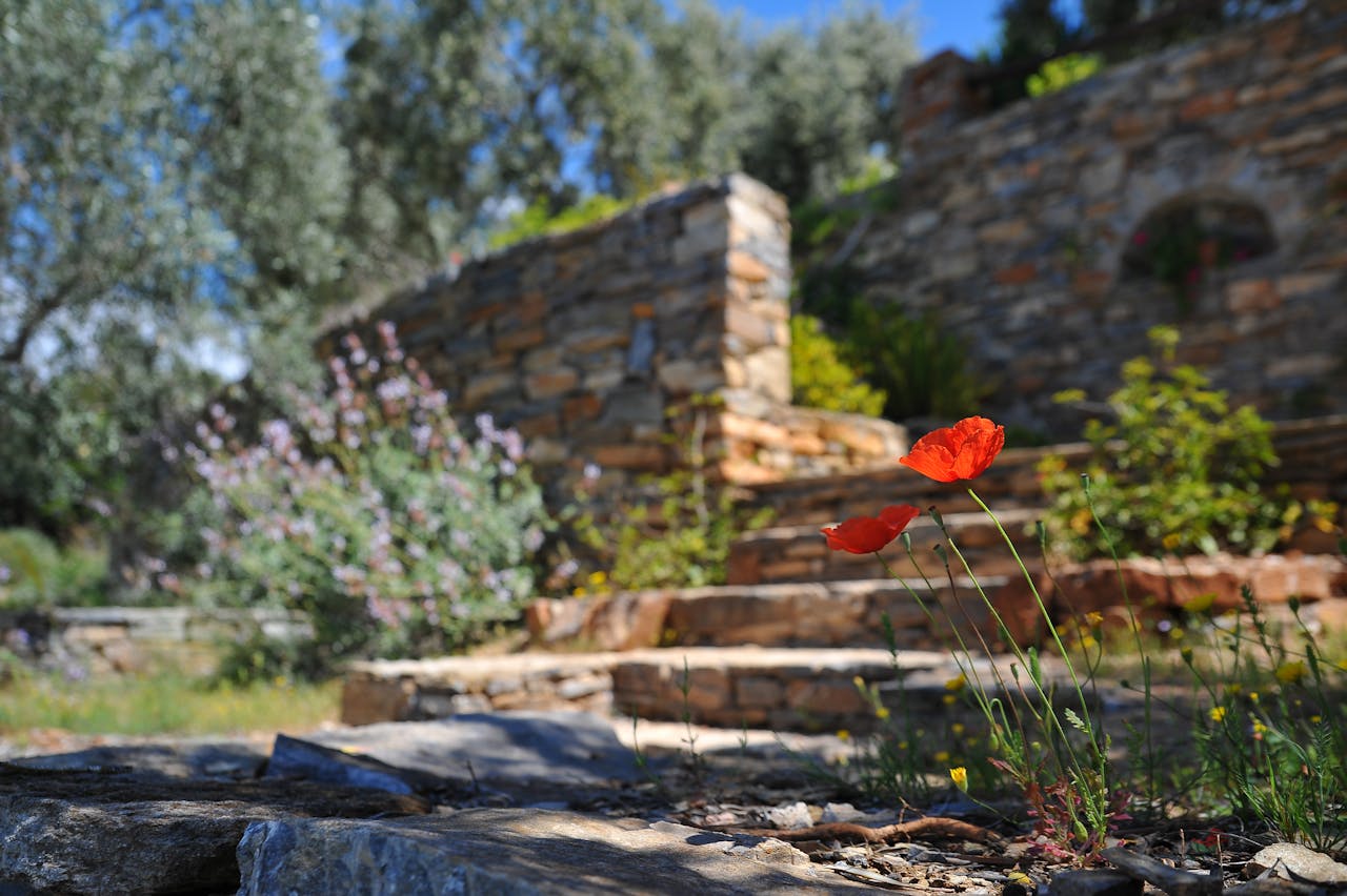 heros-img Close-up of red poppies blooming in a rustic garden with a blurred stone wall background.